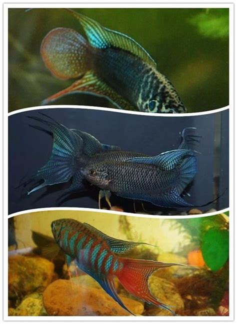 小型招財魚|整理：9種適合新手飼養的小型觀賞魚！